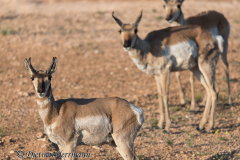Pronghorn-Bryce-Canyon-D800E-036186