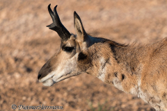 Pronghorn-Bryce-Canyon-Halbportrait-D800E-036154