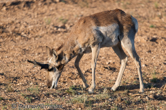 Pronghorn-D800E-036148