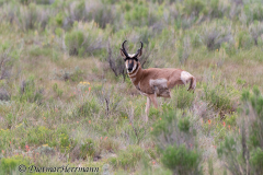 Pronghorn-Red-Canyon-Fosters-D800E-035116