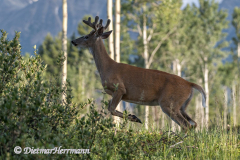 White-tailed-Deer-Kanada-Jasper-Pyramid-Lake-D850-132274