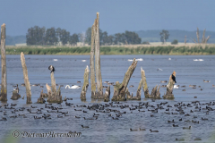 MV-Blaesshuhn-Kormoran-Z7II-140050