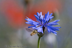 MV-Kornblume-Z7II-140909