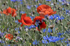 MV-Mohnblume-Z7II-140904