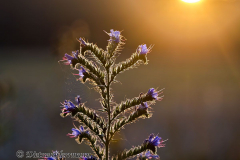 MV-Sonnenuntergang-Natternzunge-Z7II-140564
