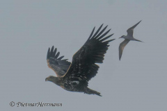 MV-Seeadler-Flussseeschwalbe-Z9-238660