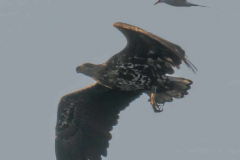 MV-Seeadler-Flussseeschwalbe-Z9-238664