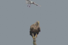 MV-Seeadler-Lachmoewe-Z9-237002