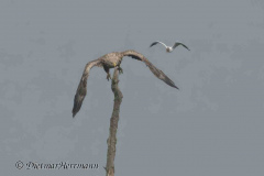 MV-Seeadler-Lachmoewe-Z9-237016