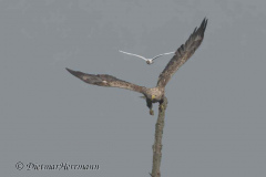 MV-Seeadler-Lachmoewe-Z9-237020