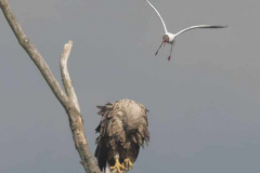 MV-Seeadler-Lachmoewe-Z9-237066