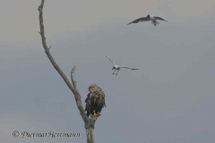 MV-Seeadler-Lachmoewe-Z9-237130