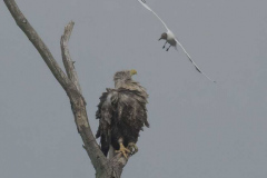 MV-Seeadler-Lachmoewe-Z9-237172
