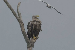 MV-Seeadler-Lachmoewe-Z9-237173
