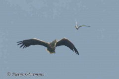 MV-Seeadler-Seeschwalbe-Z9-241917