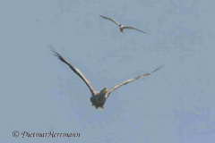 MV-Seeadler-Seeschwalbe-Z9-241921