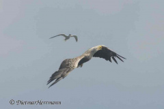 MV-Seeadler-Seeschwalbe-Z9-241929