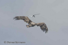 MV-Seeadler-Seeschwalbe-Z9-242522