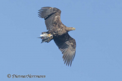 MV-Seeadler-Z9-238865