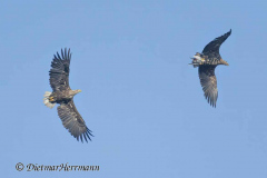 MV-Seeadler-Z9-238871