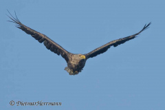 MV-Seeadler-Z9-243754