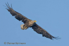 MV-Seeadler-Z9-243769