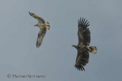 MV-Seeadler-verfolgt-Fischadler-Z9-236686
