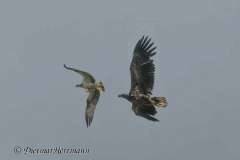 MV-Seeadler-verfolgt-Fischadler-Z9-236691