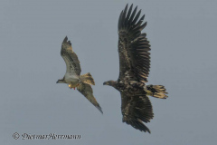 MV-Seeadler-verfolgt-Fischadler-Z9-236692-crop