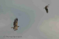 MV-Seeadler-verfolgt-Fischadler-Z9-236729