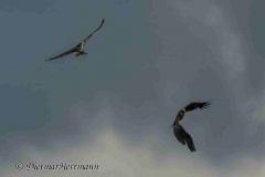 MV-Seeadler-verfolgt-Fischadler-Z9-236758