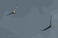 MV-Seeadler-verfolgt-Fischadler-Z9-236768