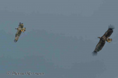 MV-Seeadler-verfolgt-Fischadler-Z9-236787