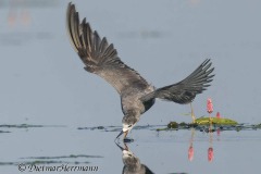 MV-Trauerseeschwalbe-Z9-246719-crop