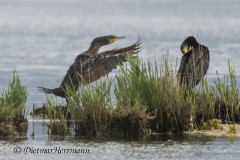 MV-Kormoran-Z9-237371