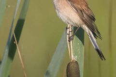 MV-Neuntoeter-Z9-243720-crop