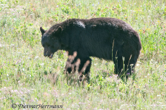 Black-Bear-D300S-201645