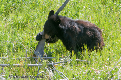 Black-Bear-D300S-201739