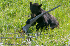 Black-Bear-D300S-201747