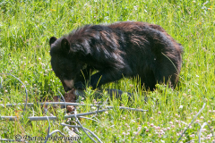 Black-Bear-D300S-201754
