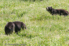 Black-Bear-D300S-201846