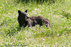Black-Bear-D300S-201881