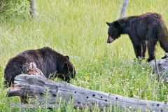 Black-Bear-D300S-202155