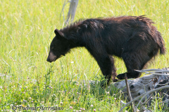 Black-Bear-D300S-202213