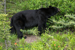 Black-Bear-D850-131554