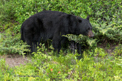 Black-bear-D850-131574