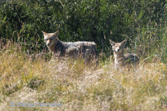 Coyote-D500-009825