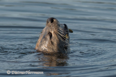 River-Otter-Kanada-Vancouver-Island-D850-140795