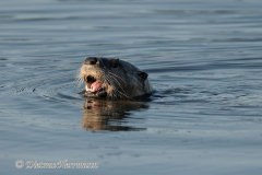 River-Otter-Kanada-Vancouver-Island-D850-140801