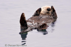 Sea-Otter-D300S-215835